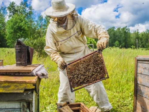 Pčelari: Ne pristajemo na manje od 15 KM poticaja po košnici