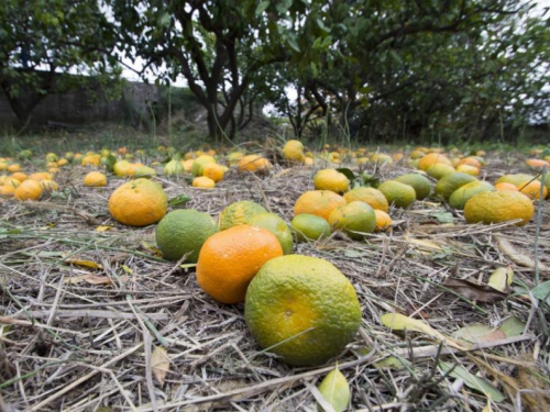 Enormna količina kiše uništava urod mandarina; neretvanski voćari očajni