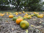 Enormna količina kiše uništava urod mandarina; neretvanski voćari očajni