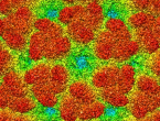 Širi se opasni afrički virus Chikungunya 