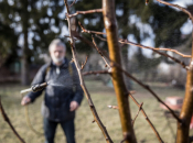 Bakar i mineralno ulje: Dvostruka zaštita voćaka u fazi mirovanja