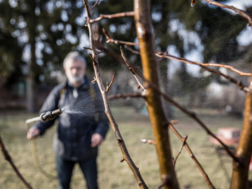 Bakar i mineralno ulje: Dvostruka zaštita voćaka u fazi mirovanja