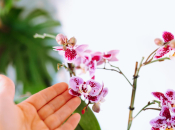 Kada i kako pravilno zalijevati orhideju