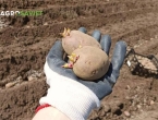 Veličina krumpira utječe na prinos – evo i zašto!