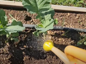 Tajna bujnih biljaka: Evo kako napraviti dva organska tekuća gnojiva!