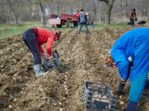 Bolesti krumpira: Zašto je važno koristiti provjereni sjemenski materijal?