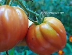 Tri stare sorte paradajza: Vraćanje ukusa i zdravlja