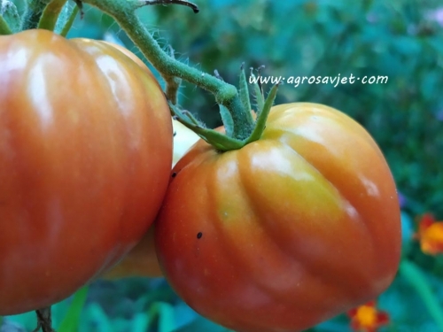 Tri stare sorte paradajza: Vraćanje ukusa i zdravlja