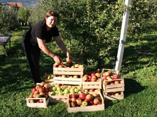 U voćnjaku Stipe Grubeše