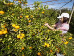 U dolini Neretve nedostaje berača mandarina