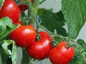 Kako ekološki uzgojiti rajčice