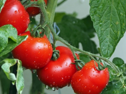 Kako ekološki uzgojiti rajčice