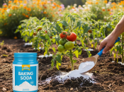 Soda bikarbona može zamijeniti pesticide: Evo kako je koristiti u vrtu