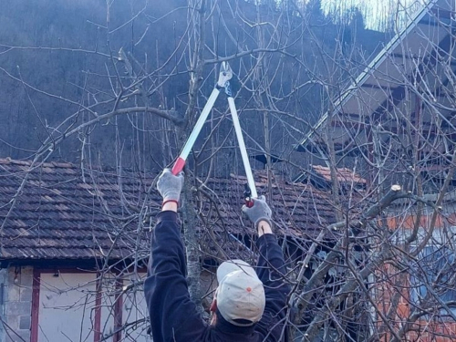 Zašto je važno osloboditi vrhove krošnji šljiva?