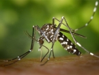 Komarac u Hercegovini nije zaražen zika virusom