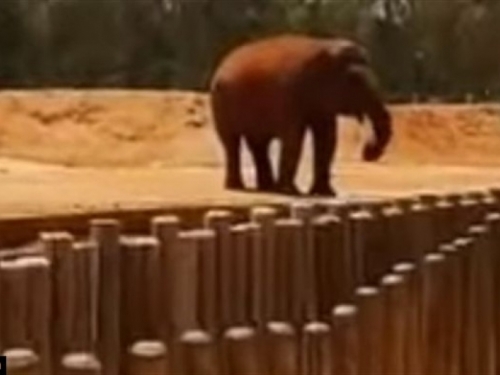 Slon kamenom ubio djevojčicu u zoološkom