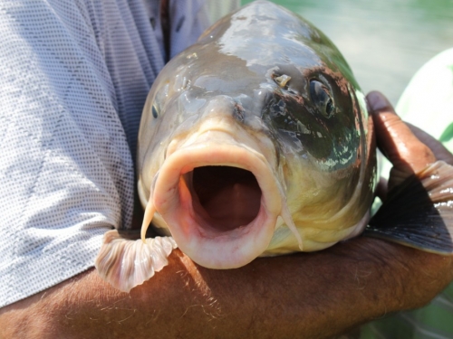 FOTO/VIDEO: U Ramskom jezeru uhvaćen šaran kapitalac od 28,4 kg