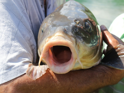 FOTO/VIDEO: U Ramskom jezeru uhvaćen šaran kapitalac od 28,4 kg