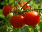 Plodovi ljeta: Ubrzajte zrenje rajčica uz par dobrih trikova