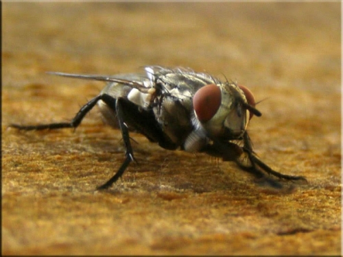 Zašto nam muhe toliko dosađuju?
