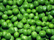 Sitan, ali moćan: Nutricionisti tvrde da ovu namirnicu trebamo jesti češće