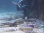 Znanstvenici upozoravaju: Cijeli karipski otok guši se u plastici