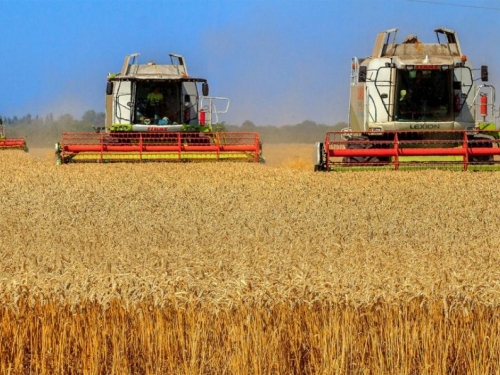 Rastu cijene pšenice