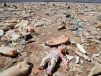 Čovječanstvo je prešlo granicu onečišćenja okoliša plastikom i kemikalijama