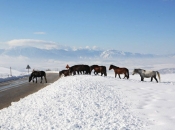 Divlji konji često izlaze na prometnicu Livno - Šuica