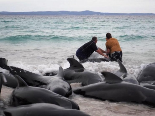 Pedeset i jedan kit pilot uginuo je nakon masovnog nasukavanja u Australiji