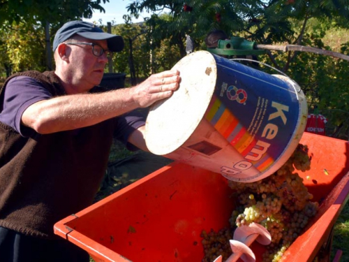 FOTO: Zora i Slavko Bošnjak iz Rame postali pravi vinogradari