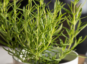 Ružmarin u zatvorenom prostoru: sve što trebate znati da uspije