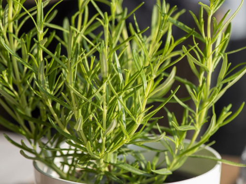 Ružmarin u zatvorenom prostoru: sve što trebate znati da uspije