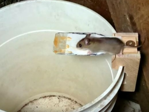 Osmislio je genijalnu klopku za miševe