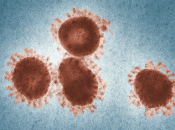 Novi koronavirus širi se po čitavom tijelu