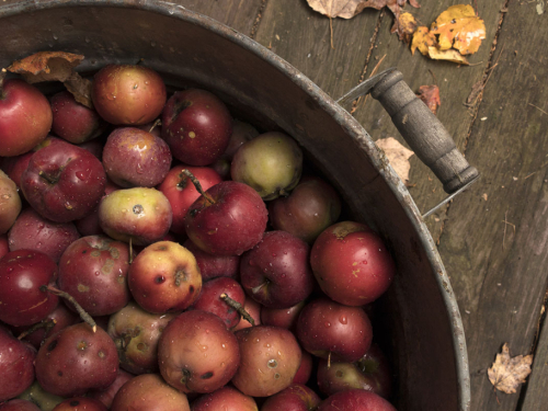 Ne bacajte naborane jabuke: Mogu biti bolje za zdravlje nego što mislite