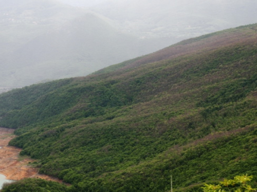 Oporavlja se šuma napadnuta Hrastovim četnjakom