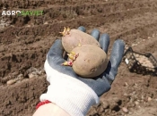 Pepeo i sadnja krumpira: Tajna boljeg ukusa i većih prinosa