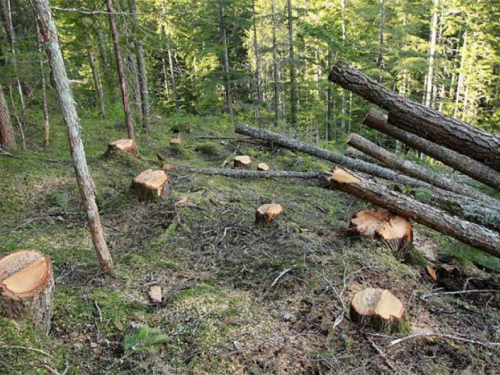 BiH dobila strategiju razvoja drvne industrije