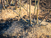 Kako pripremiti i zaštititi ruže za zimu?