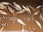 FOTO: Velike štete na ribnjaku u Lugu