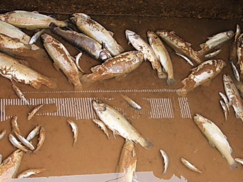 FOTO: Velike štete na ribnjaku u Lugu