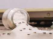 Mravi nestaju uz ocat, limun i začine – isprobajte ove trikove