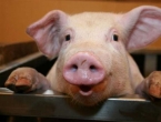 Hrvatski znanstvenici 'oživjeli' mozak uginule svinje
