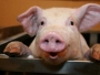 Hrvatski znanstvenici 'oživjeli' mozak uginule svinje