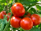 Otkrivena nova bolest rajčice