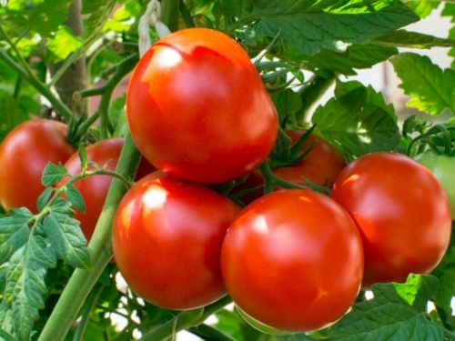 Otkrivena nova bolest rajčice