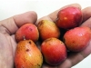 Oskoruša - poželjna voćka u vašem dvorištu