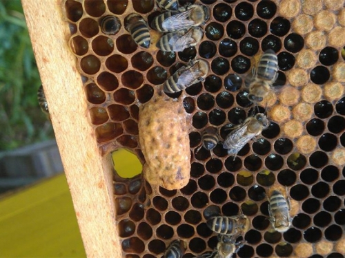 Hrana za pčele iz Hercegovine ide u EU