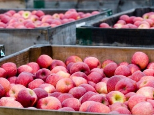 Drastično porastao izvoz voća i povrća iz BiH u Rusiju. Prijete nam sankcije!